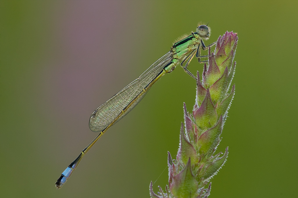 xpost bis  IMG_2451.jpg