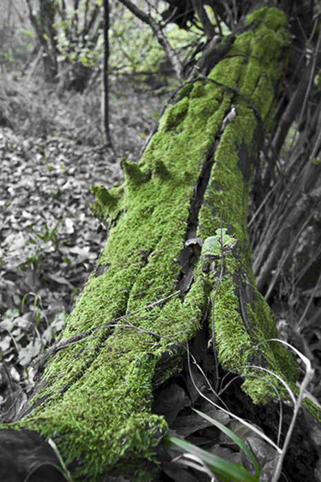 zzDSC_0037.jpg